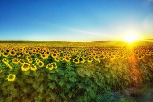 sunflower_3.jpg