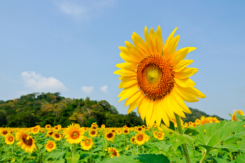 sunflower_4.jpg